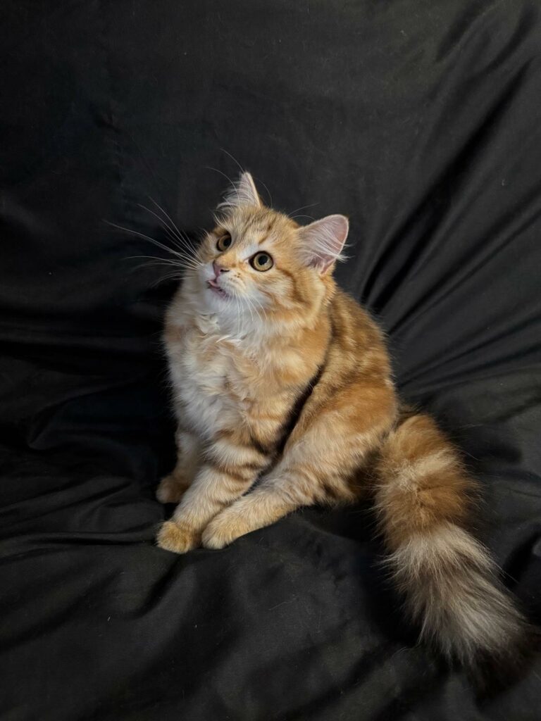 WhatsApp Image 2026-04-12 at 19.01.00 (1)