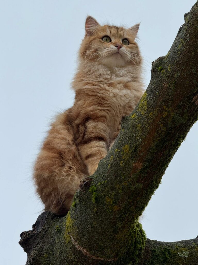 WhatsApp Image 2026-04-12 at 19.01.00 (3)