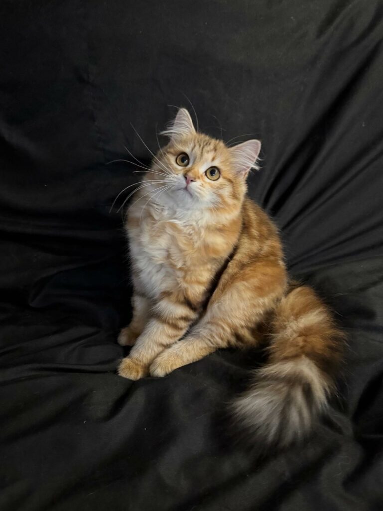 WhatsApp Image 2026-04-12 at 19.01.00