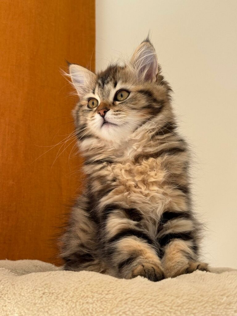 WhatsApp Image 2026-04-12 at 19.10.3112