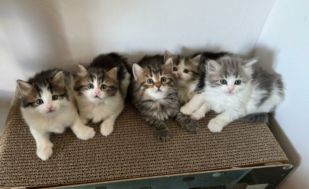 WhatsApp Image 2026-04-12 at 19.13.21123