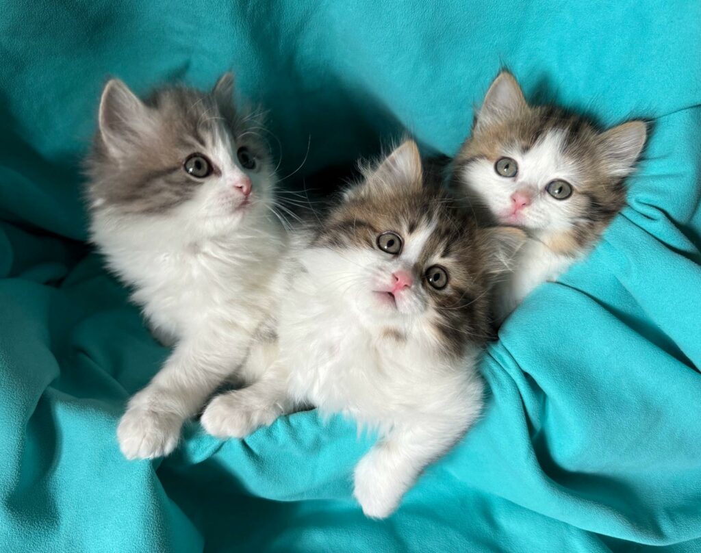 WhatsApp Image 2026-04-12 at 19.14.07aze